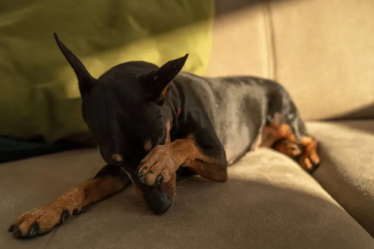 Dry Eye Syndrome in Pets