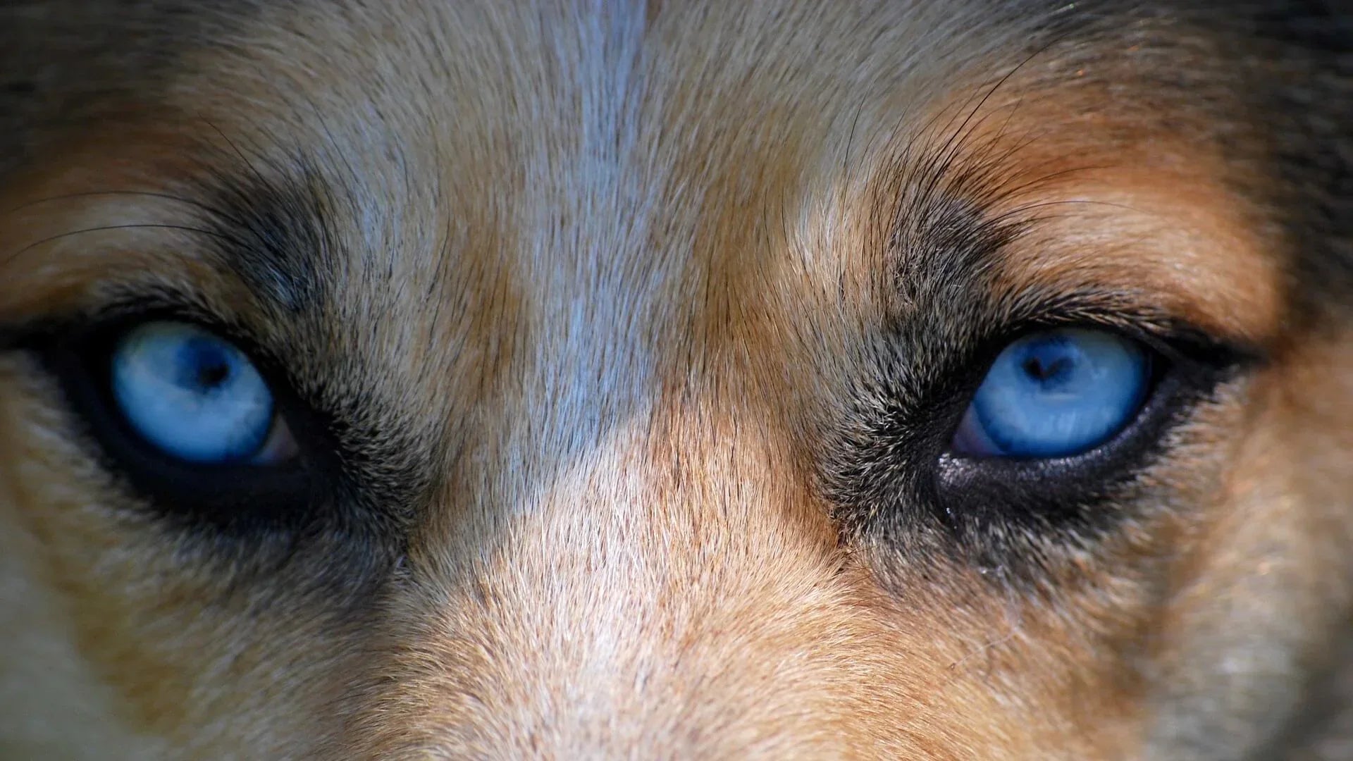 Hyaluronic Acid Eye Drops in Canine Dry Eye (KCS): Clinical Evidence from a Cross-Over Study