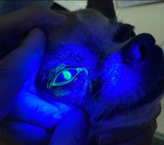 Cross-linked Hyaluronic Acid for Corneal Ulcer Healing (2024)