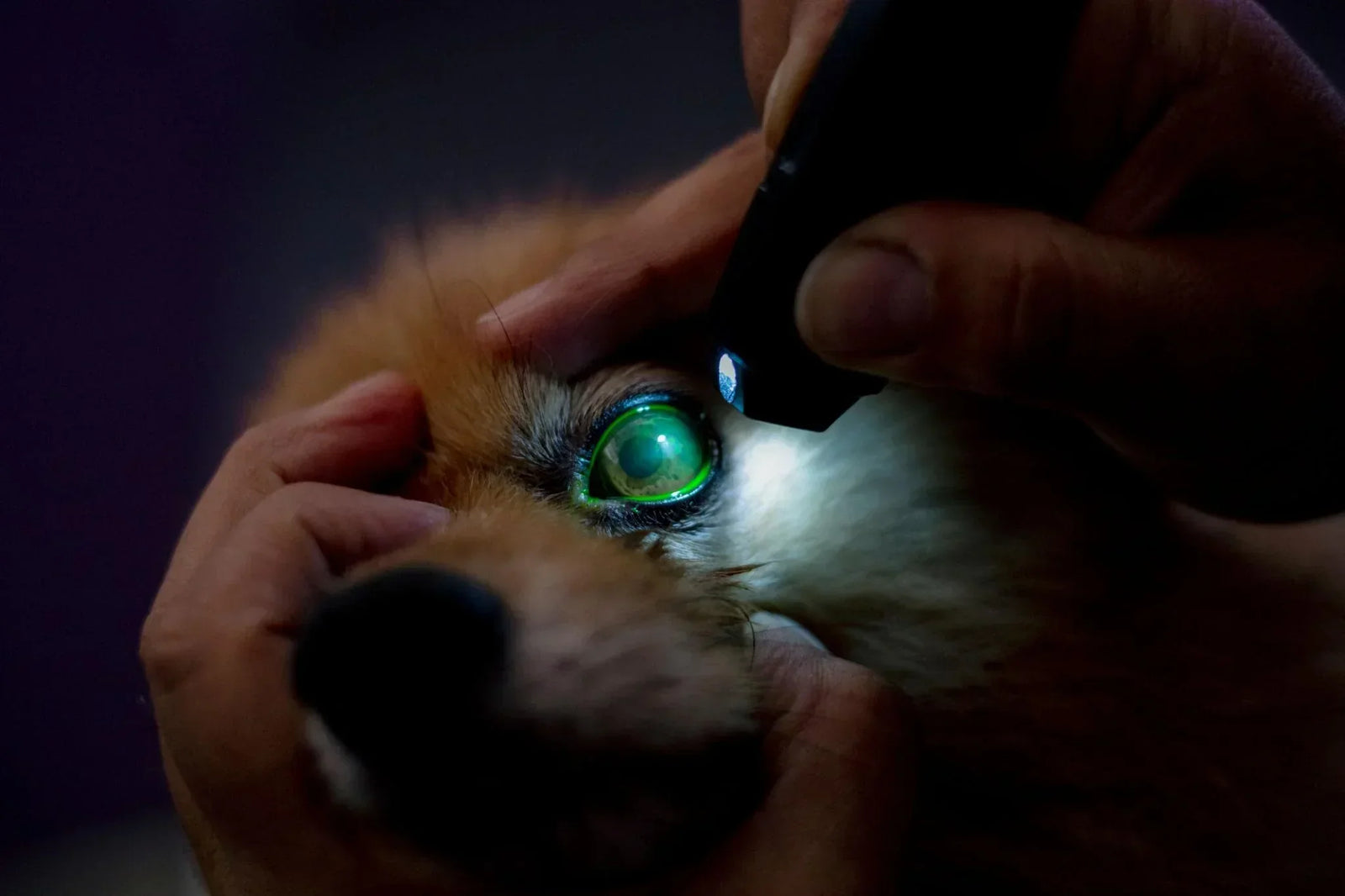 Hyaluronic Acid and Corneal Erosion Healing