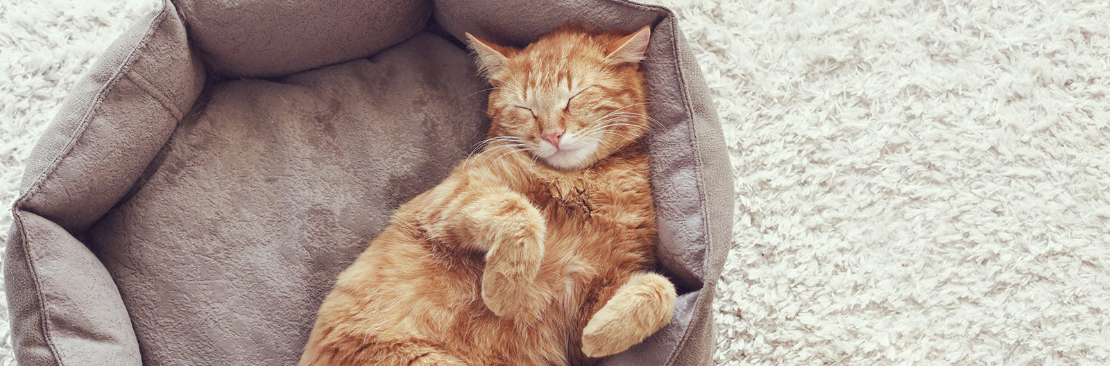 Cat-Friendly Home Essentials: A Guide for Pet Owners