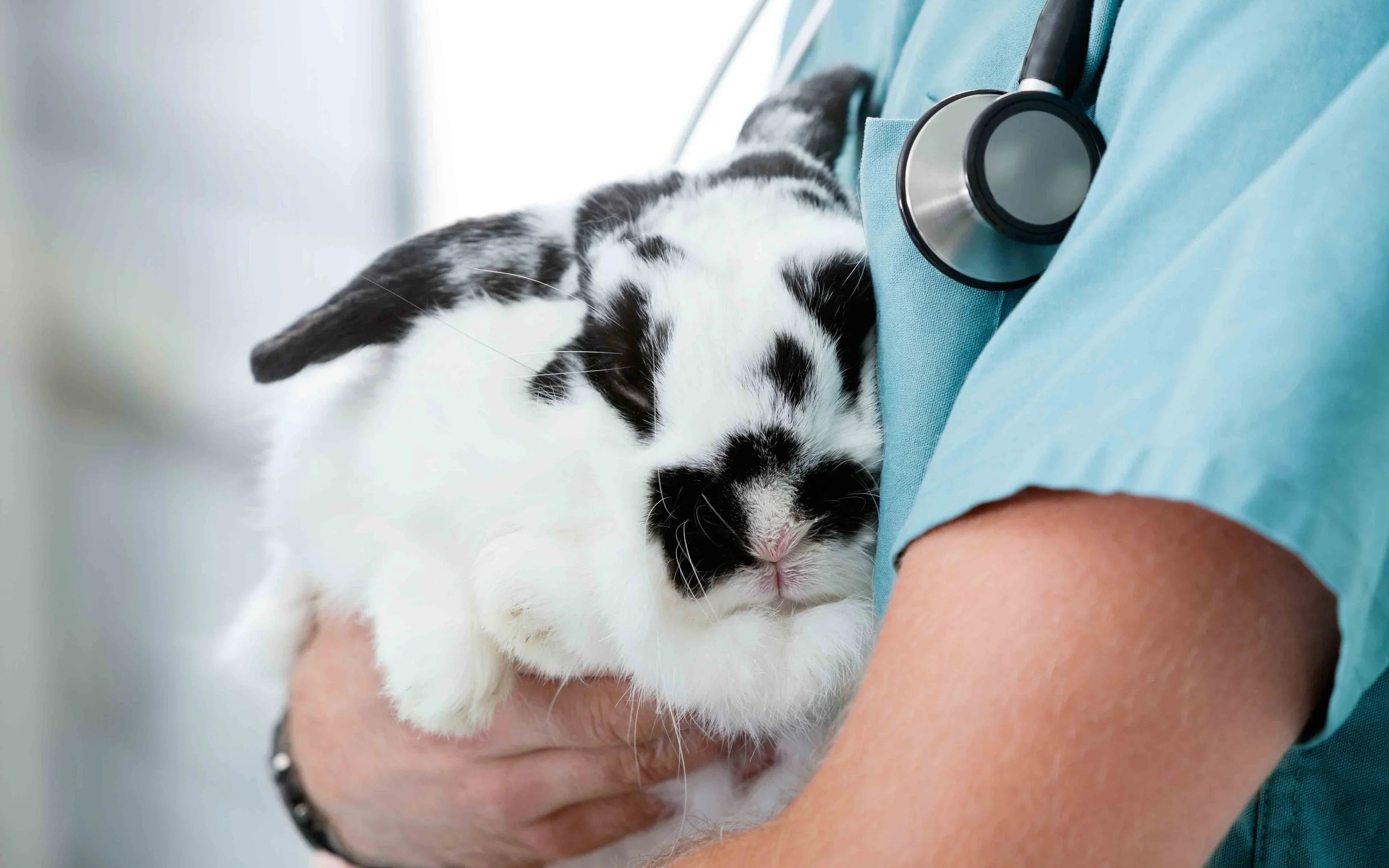 Hyaluronic Acid vs Antibiotics in Corneal Erosion Healing: Experimental Rabbit Study